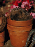 Hedgehog