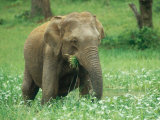 Asian Elephant  Cow Feeding  Sri Lanka