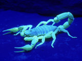 Giant Hairy Scorpion