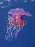 Jelly Fish  St Johns Reef  Red Sea