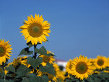 Sunflowers  Andalusia  Spain