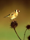 Goldfinch on Teasel  UK