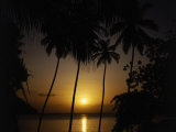 Silhouette of Palm Trees  Caribbean