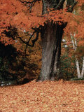 Fall Foliage  Vermont