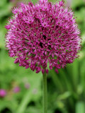 Allium "Purple Sensation " Bulbous Perennial