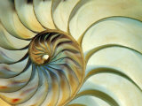 Close-up of Nautilus Shell Spirals