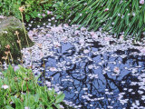Small Pond Covered in Cherry Blossom (Prunus)  Forde Abbey  Dorset