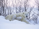 Polar Bears  Mother with Very Young Cubs Just Leaving Winter Den  Manitoba  Canada