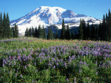 Wildflowers in Field  Mount Rainier National Park  WA
