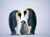 Emperor Penguins  Family  Antarctica