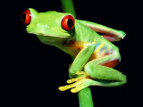 Red-Eyed Tree Frog