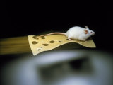 Mouse Flying on Piece of Swiss Cheese