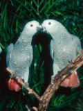 African Grey Parrot  Pet Portrait  California  USA