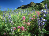 Owl Clover  and Lupine  Arizona  USA