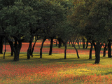 Texas Paintbrush and Bluebonnets Beneath Oak Trees  Texas Hill Country