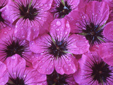 Geranium Psilostemon Fluorescent  Arranged Purple Flower Heads with Water Drops