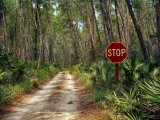 Central Florida  Stop Sign  Ocala Forest Road