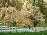 Dogwood Trees at Sunset Along Fence  Kentucky