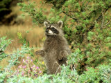 Raccoon  Standing Upright  Montana