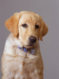 Portrait of Labrador Retriever