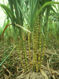 Sugar Cane  Malaysia