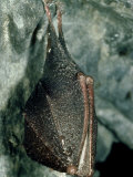 Lesser Horseshoe Bat  Hibernating  Mid-Wales