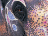 Goa  India  Close-up of Elephants Eye