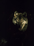 Timber Wolf  USA