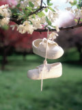 Baby Shoes Hanging from Tree Branch