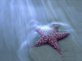 Harris Beach  Starfish  Oregon