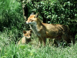 Fox  Vixen with Cub  Surrey