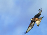 Red Kite  Flying Over Feeding Station  Powys  UK