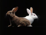 White and Brown Rabbit
