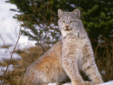 Lynx in Snow