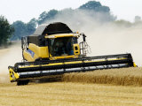 Yellow New Holland Combine Harvester Harvesting Wheat Field  UK