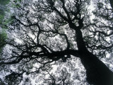 Old Oak Tree Limbs Against the Sky  TX