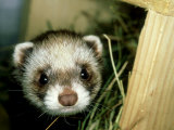 European Polecat  Young  UK