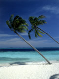Palm Trees on Tropical Beach  Maldives