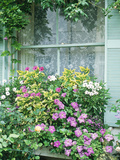 Summer Window Box  Petunia  Osteopermum  Window  Shutter  Lace Curtain