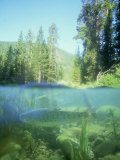 Rainbow Trout in Stream  Montana