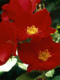 Rosa "Robusta" Syn R "Kordes Robusta " (Rose)  Rugosa Rose