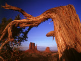 Fallen Tree in Monument Valley  Arizona