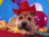 Shar-Pei Wearing Party Hat Near Balloons