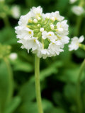 Drumstick Primula