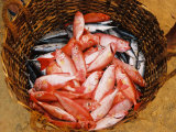Kovalum  Kerala  India  Basket of Fish