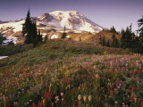 Alpine Summer Wildflowers  Mt Rainer National Park