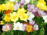 Freesia  Mixed Colours