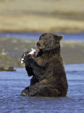 Grizzly Bear  Adult Female Feeding on Salmon  Alaska