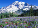 Wildflowers  Mt Rainier National Park  WA