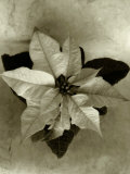 Top View of Plant  Sepia Tone